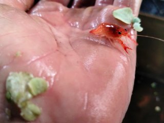 Procambarus clarkii gamberi d'acqua dolce