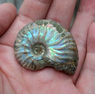 Ammonite iridiscente