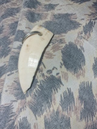 Portachiavi dente cinghiale vero