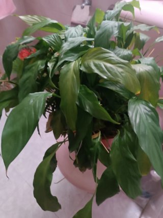 Planta de interior grande