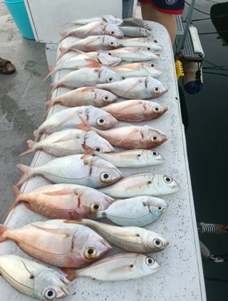 Salidas de Pesca en Barco Fuengirola Fondo y curri
