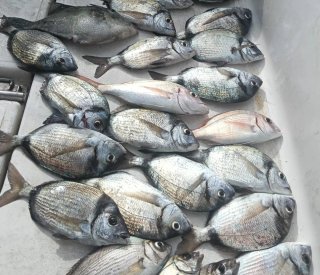 Salidas de Pesca en Barco Fuengirola Fondo y curri