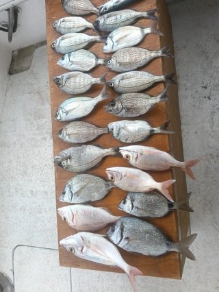 Salidas de Pesca en Barco Fuengirola Fondo y curri