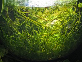 Echinodorus tenellus plantas acuáticas