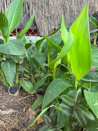 Planta canna varios colores