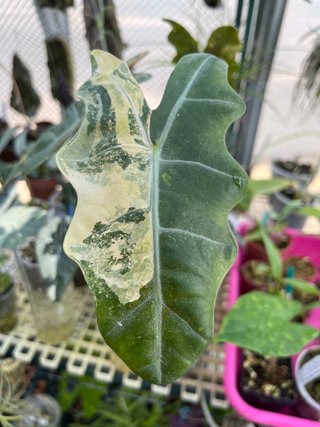 Cormo Alocasia Pseudo Sanderiana Aurea