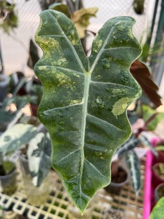 Cormo Alocasia Pseudo Sanderiana Aurea