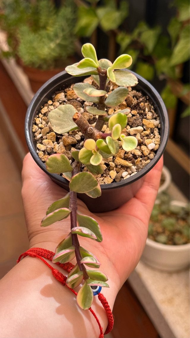 Portulacaria Afra Variegada Suculenta