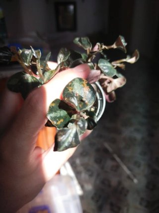 Plantitas Alicia