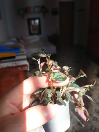 Plantitas Alicia