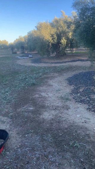 Finca de Olivos a 150 m de Jamilena