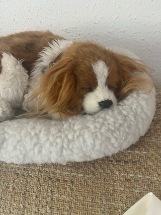 Perro de peluche con cuna