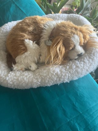 Perro de peluche con cuna