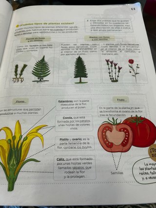 Ciencias de la Naturaleza, 4 Primaria