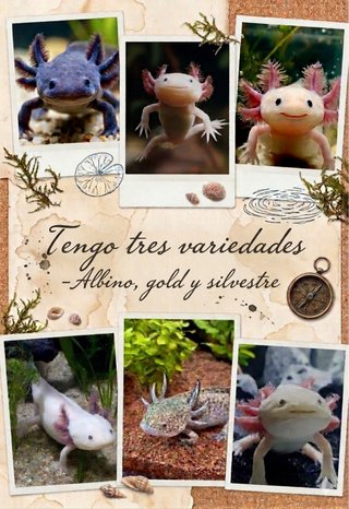 Axolotl Albino, Gold o Silvestre