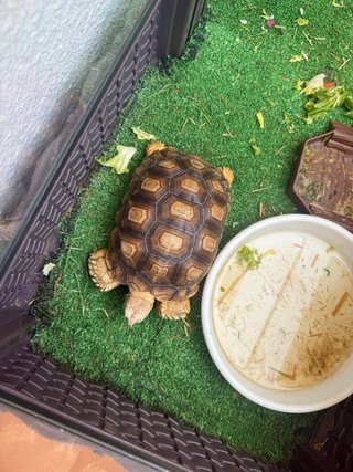 Terrario completo para tortugas