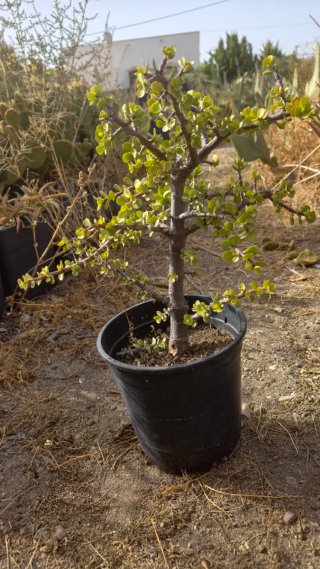 Portulacaria afra - Suculenta tipo bonsái