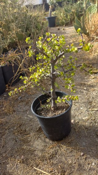 Portulacaria afra - Suculenta tipo bonsái