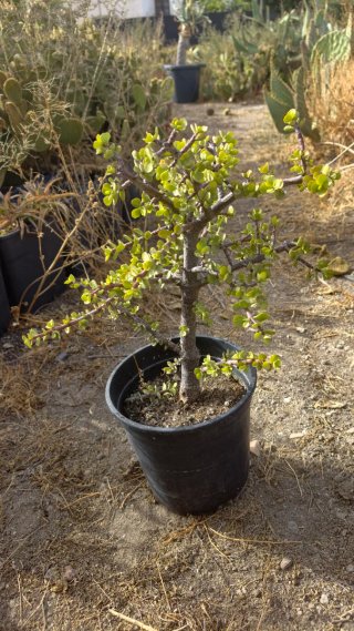 Portulacaria afra - Suculenta tipo bonsái