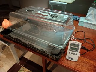 Germinador Invernadero con Termo-higrómetro