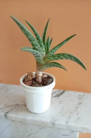 Gonialoe Variegata (Aloe Tigre) 15cm