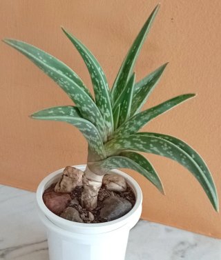 Gonialoe Variegata (Aloe Tigre) 15cm