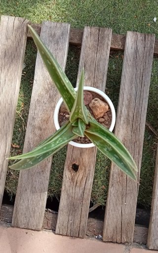 Gonialoe Variegata (Aloe Tigre) 15cm