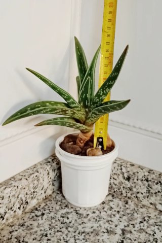 Gonialoe Variegata (Aloe Tigre) 15cm