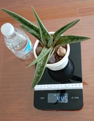 Gonialoe Variegata (Aloe Tigre) 15cm