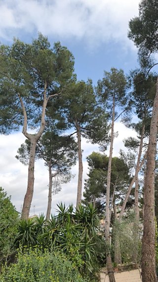 Hola soy forestal jardínero  hacemos muchas cosas
