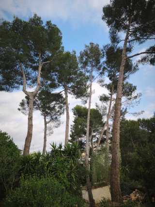 Hola soy forestal jardínero  hacemos muchas cosas