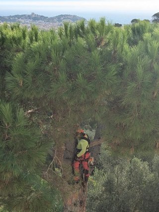 Hola soy forestal jardínero  hacemos muchas cosas