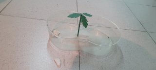 Terrario verde con ventanas transparentes