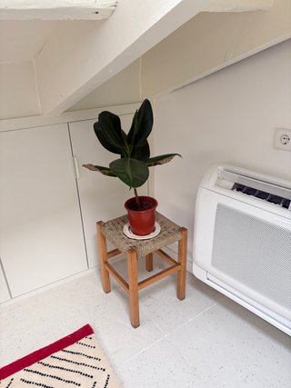 3 Planta Monstera con banco de madera