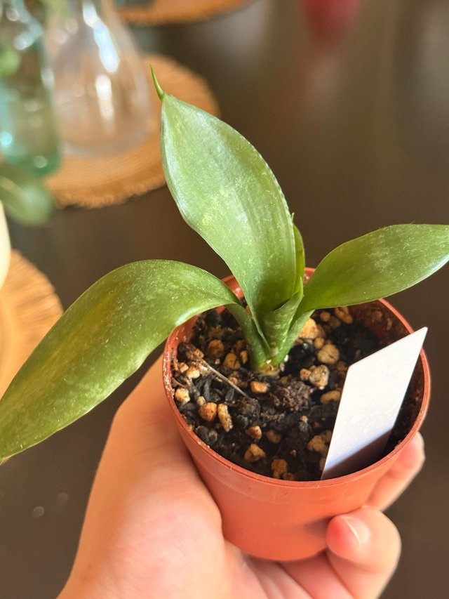 Sansevieria Plateada Mini