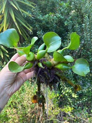 Planta Acuática