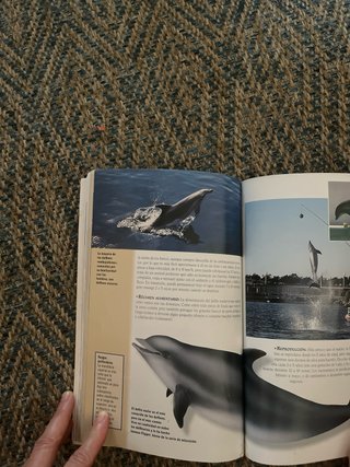 Ballenas y delfines