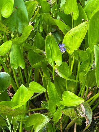 Planta Acuática Alta