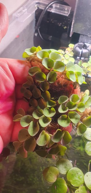 Salvinia cucullata - Piante acquatiche galleggiant