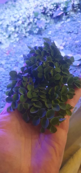 Salvinia cucullata - Piante acquatiche galleggiant