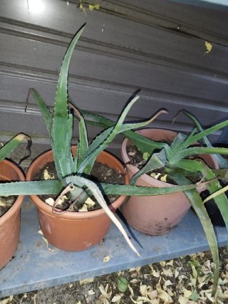 Planta Aloe Vera Natural