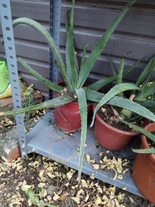 Planta Aloe Vera Natural