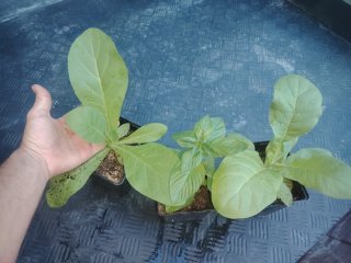Lote plantas Virginia + Menta