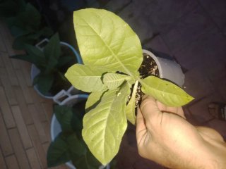 Planta Nicotiana Tabacum Habanera