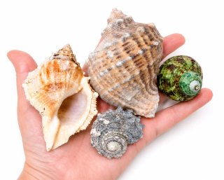 Lote de caracolas y conchas marinas + 20 tipos