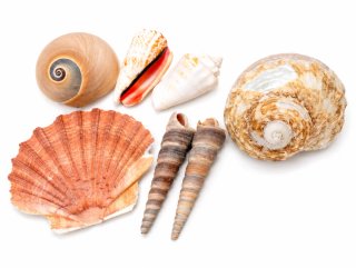 Lote de caracolas y conchas marinas + 20 tipos