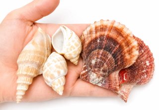 Lote de caracolas y conchas marinas + 20 tipos