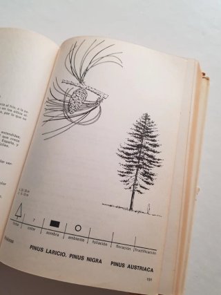 Deodendron.  Primera edición