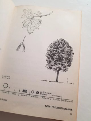 Deodendron.  Primera edición