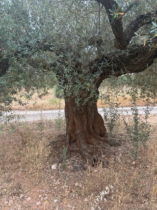 Olivos Centenarios Espectaculares